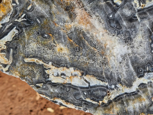 Polished Wyloo Agate slab WA161  John