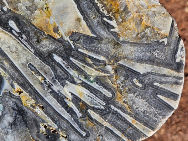 Polished Wyloo Agate slab WA161  John
