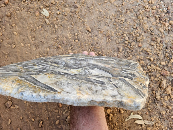 Polished Wyloo Agate slab WA161  John
