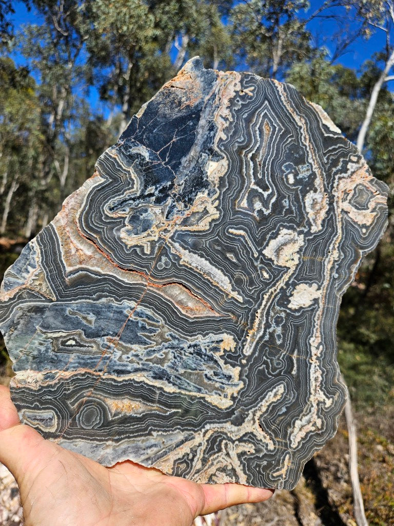 Polished Wyloo Agate slab WA162  John