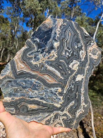 Polished Wyloo Agate slab WA162  John