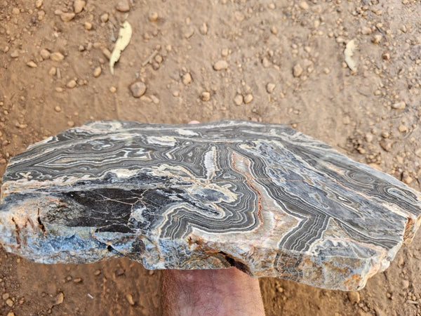 Polished Wyloo Agate slab WA162  John