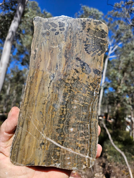 Polished fossil stromatolite slab. Asperia digitata YD120   John