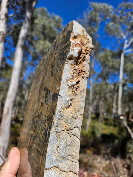 Polished fossil stromatolite slab. Asperia digitata YD120   John