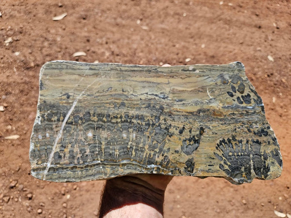 Polished fossil stromatolite slab. Asperia digitata YD120   John