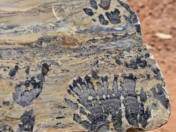 Polished fossil stromatolite slab. Asperia digitata YD120   John