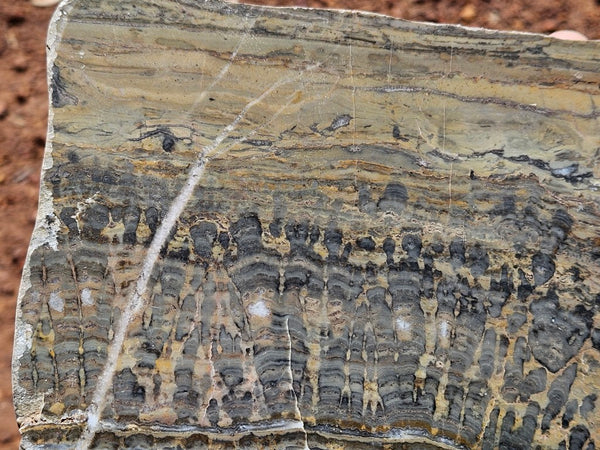 Polished fossil stromatolite slab. Asperia digitata YD120   John