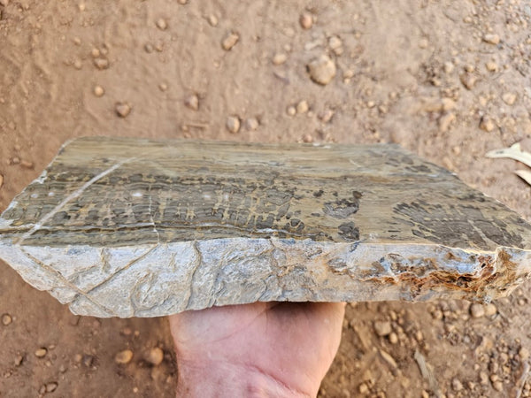 Polished fossil stromatolite slab. Asperia digitata YD120   John