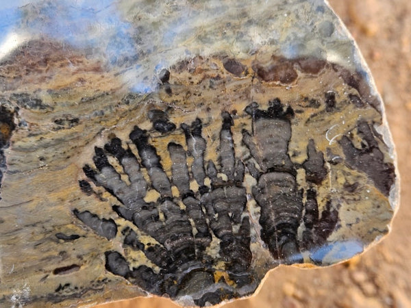Polished fossil stromatolite slab. Asperia digitata YD120   John