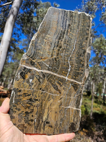 Polished fossil stromatolite slab. Asperia digitata YD117  John