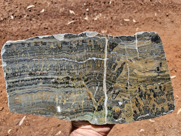 Polished fossil stromatolite slab. Asperia digitata YD117  John
