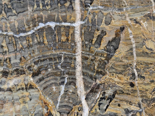 Polished fossil stromatolite slab. Asperia digitata YD117  John
