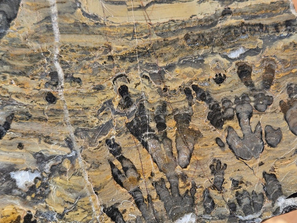 Polished fossil stromatolite slab. Asperia digitata YD117  John