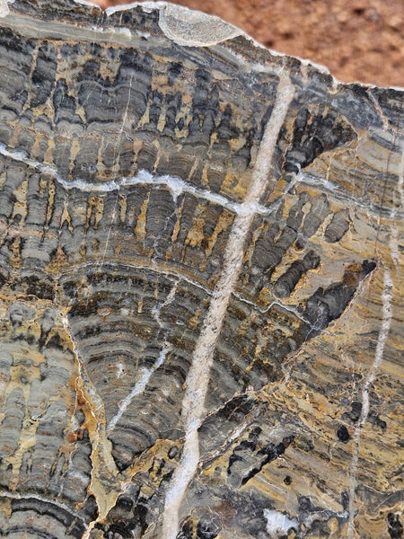 Polished fossil stromatolite slab. Asperia digitata YD117  John