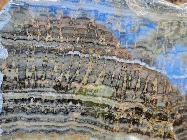 Polished fossil stromatolite slab. Asperia digitata YD117  John