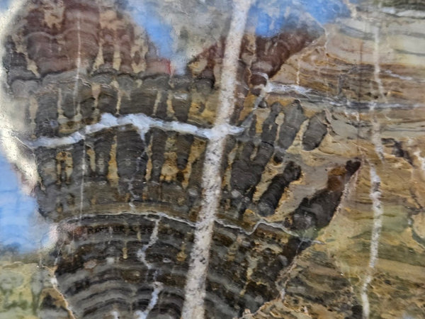 Polished fossil stromatolite slab. Asperia digitata YD117  John
