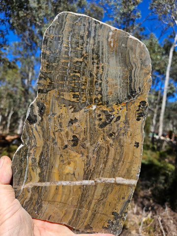 Polished fossil stromatolite slab. Asperia digitata YD118  John