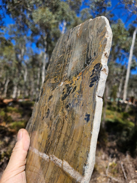 Polished fossil stromatolite slab. Asperia digitata YD118  John