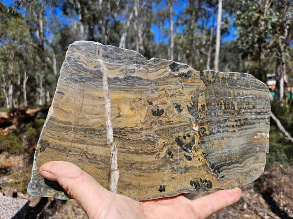 Polished fossil stromatolite slab. Asperia digitata YD118  John