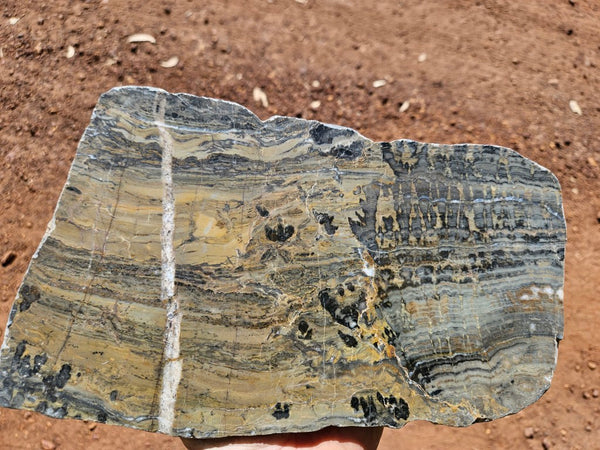 Polished fossil stromatolite slab. Asperia digitata YD118  John