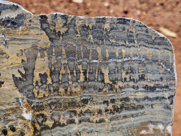 Polished fossil stromatolite slab. Asperia digitata YD118  John