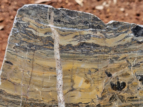 Polished fossil stromatolite slab. Asperia digitata YD118  John