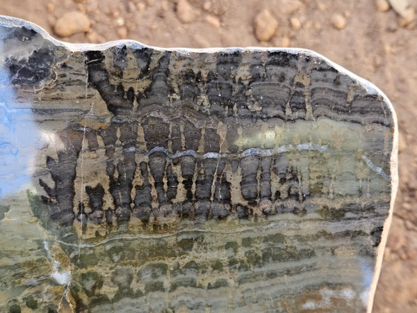 Polished fossil stromatolite slab. Asperia digitata YD118  John