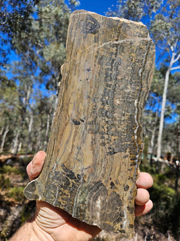 Polished fossil stromatolite slab. Asperia digitata YD119  John