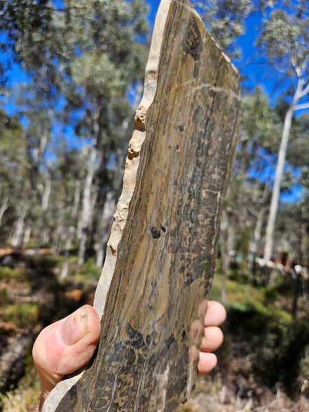 Polished fossil stromatolite slab. Asperia digitata YD119  John
