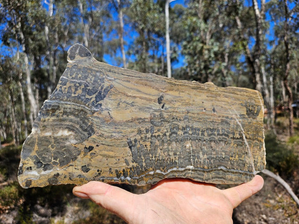 Polished fossil stromatolite slab. Asperia digitata YD119  John