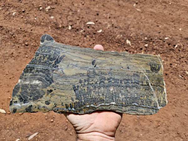 Polished fossil stromatolite slab. Asperia digitata YD119  John