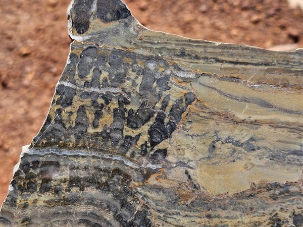Polished fossil stromatolite slab. Asperia digitata YD119  John