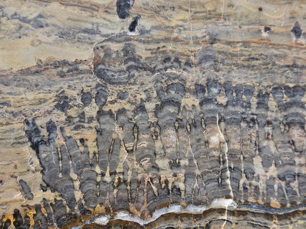 Polished fossil stromatolite slab. Asperia digitata YD119  John