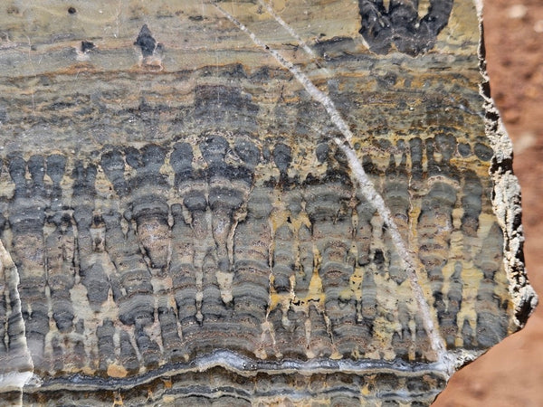 Polished fossil stromatolite slab. Asperia digitata YD119  John
