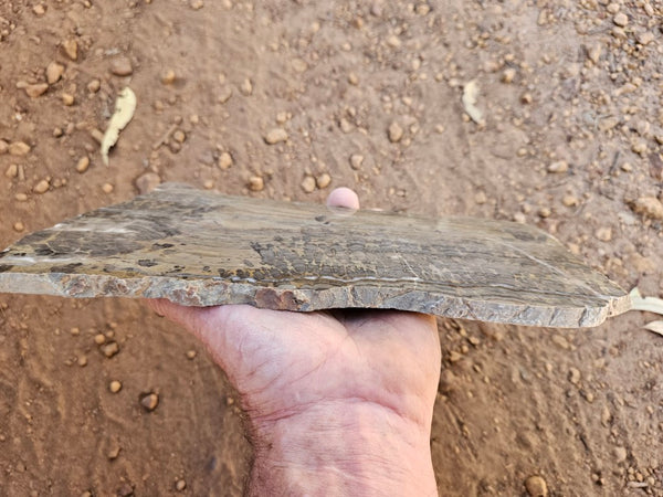 Polished fossil stromatolite slab. Asperia digitata YD119  John