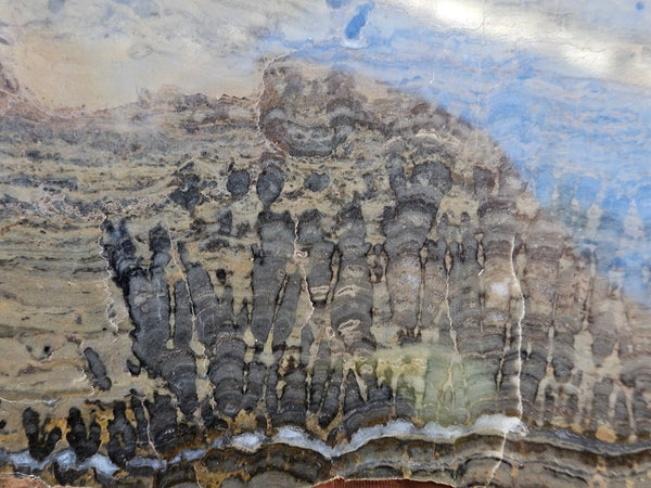 Polished fossil stromatolite slab. Asperia digitata YD119  John