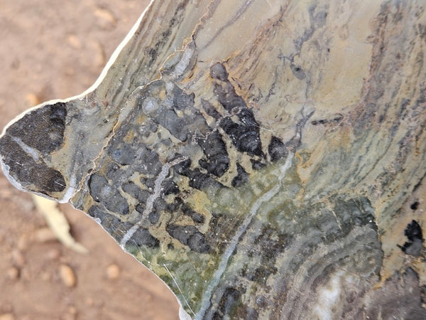 Polished fossil stromatolite slab. Asperia digitata YD119  John