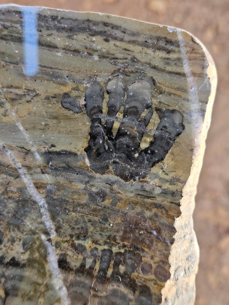 Polished fossil stromatolite slab. Asperia digitata YD119  John