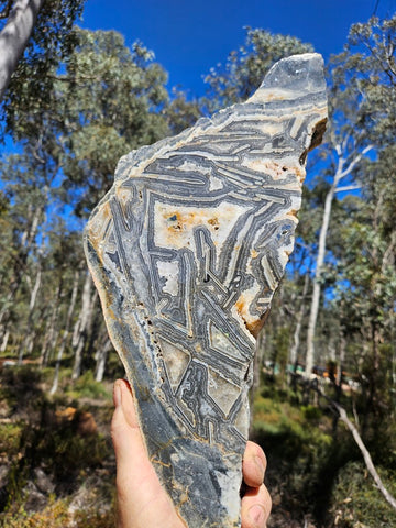 Polished Wyloo Agate slab WA156  John