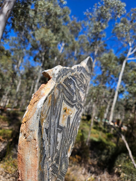 Polished Wyloo Agate slab WA156  John