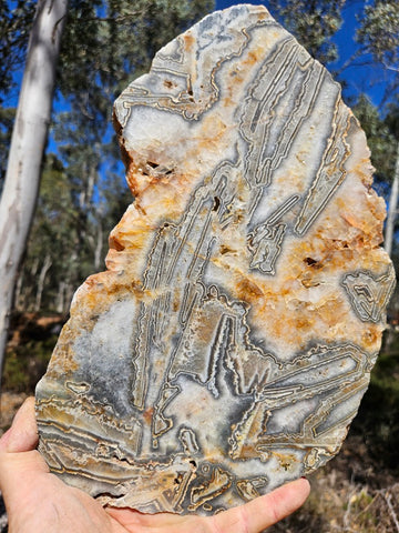 Polished Wyloo Agate slab WA159  John