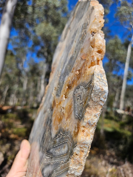 Polished Wyloo Agate slab WA159  John