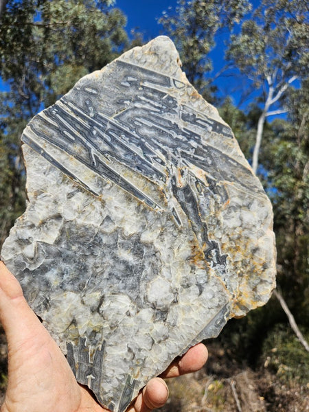 Polished Wyloo Agate slab WA158  John