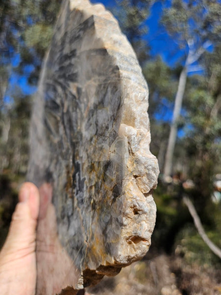Polished Wyloo Agate slab WA158  John