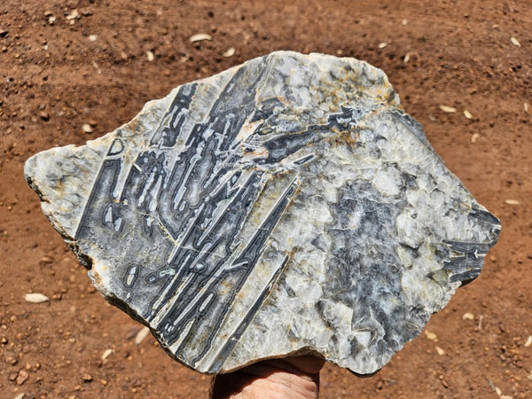 Polished Wyloo Agate slab WA158  John