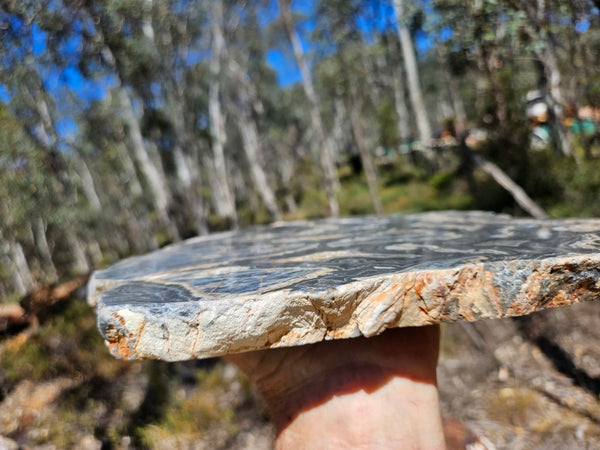 Polished Wyloo Agate slab WA163  John