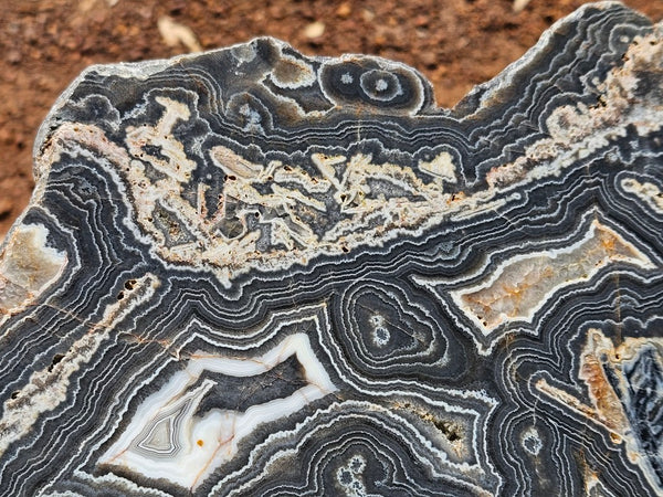 Polished Wyloo Agate slab WA163  John