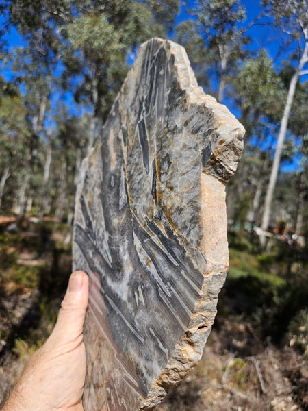 Polished Wyloo Agate slab WA160  John
