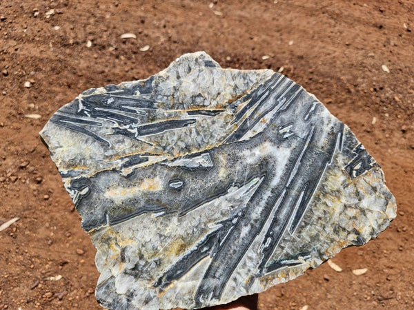 Polished Wyloo Agate slab WA160  John