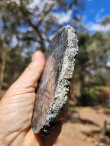 Polished Beaton's Creek auriferous conglomerate slab BC109